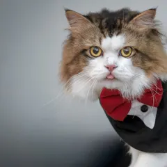 I present to you, Mr. Whiskers, a gentleman of discerning taste and a critic of my life choices. Themed shoots are where we can let our imagination run wild and capture the quirky, hilarious personalities that make our pets so special. This little guy was born for the tuxedo life.