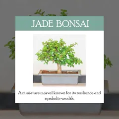 The Jade Bonsai is a miniature marvel known for its resilience and succulent leaves. It's often associated with good luck and prosperity, making it a wonderful gift.
