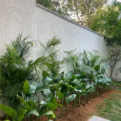 The final result of the backyard planting, with Birds of Paradise in the foreground and Areca Palms behind, creating a dense, layered look.