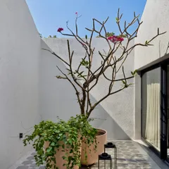 A detail of a courtyard in the Mango Orchard House, where a Frangipani tree becomes a living sculpture. The patterned cement tiles and simple lanterns add to the tranquil atmosphere.