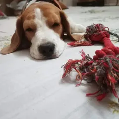 Teja Singh the Beagle is all tuckered out after a fun day. He's resting with his favorite rope toy, completely relaxed and at ease.