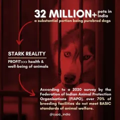 The stark reality of the breeding industry is profit over welfare. Over 70% of breeding facilities in India do not meet basic animal welfare standards, a fact I challenge through Public Interest Litigation.