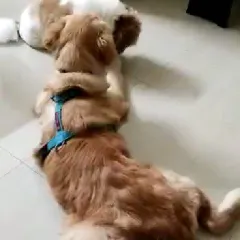 A typical weekend scene at our place. This Golden Retriever and Shih Tzu are enjoying some indoor playtime together.