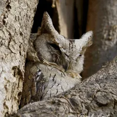 An Indian Scops Owl peeks from its hiding spot in a tree hollow. Its feathers blend seamlessly with the bark, a perfect camouflage that keeps it safe during the day. It is a true guardian of the night.