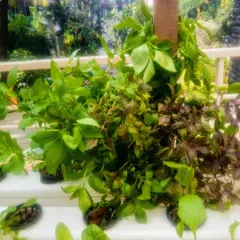 A fresh harvest of mixed basil varieties from a hydroponic herb garden. Purple basil, seen here, is packed with Vitamin K and antioxidants, making it a powerful immunity booster to add to your daily meals.