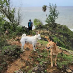 Our guides, accompanied by some friendly local dogs, scout a clifftop trail overlooking the sea in Gokarna. We're always searching for the most scenic and unique routes.
