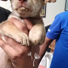 This little female pup, just 1.5 months old, is being held by her rescuer. She has been dewormed and will be vaccinated before she goes to her new home.