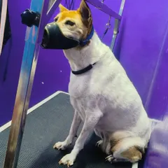 This dog was very anxious, so we used a muzzle for everyone's safety. We always handle nervous pets with patience and care to make the experience as stress-free as possible.