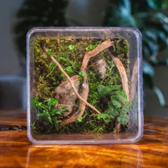 The finished recycled cake jar terrarium, a perfect square of green life. This project shows that with a little creativity, we can make sustainable choices beautiful.