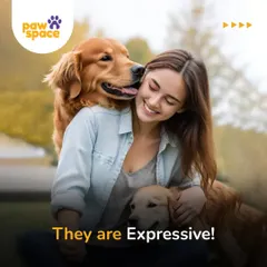 The expressiveness of dogs is one of their most endearing qualities. We help you interpret their signals, from a happy pant to a gentle lick, to strengthen your communication.