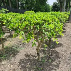 A close-up of a young Ficus topiary plant, showing its strong trunk and healthy foliage, the foundation for a beautiful landscape feature.