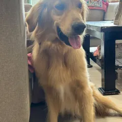 Look at that happy face. This rescued Golden Retriever is playful and affectionate, ready to bond with a new family. He will be neutered before being handed over.