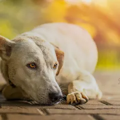 The warm, golden light perfectly highlights the soulful eyes of this beautiful dog. I love capturing these quiet, contemplative moments that reveal the deep personality of a pet.