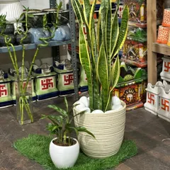 A classic for a reason. The Snake Plant is a top choice for improving indoor air quality, and it's incredibly low-maintenance. Here it is paired with a simple, elegant ceramic pot.