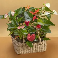 This generous basket is overflowing with Anthuriums in shades of red, pink, and white. Their heart-shaped blooms make them a perfect gift to symbolize love and hospitality.
