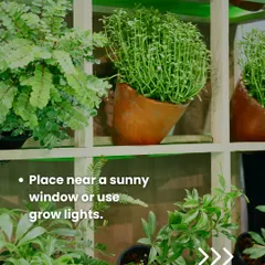For indoor gardening, light is crucial. Make sure to place your plants near a sunny window. If you don't have enough natural light, using grow lights is a great alternative to keep your plants healthy.