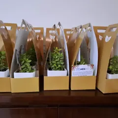 A set of beautiful Jade plants in white pots, presented in elegant golden gift carriers. This packaging option adds a touch of luxury, ideal for weddings, anniversaries, or special celebrations.