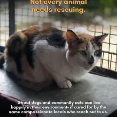 Not every animal needs rescuing. Healthy street dogs and community cats can live happily in their environment if cared for by compassionate locals. Our priority is the sick and injured.