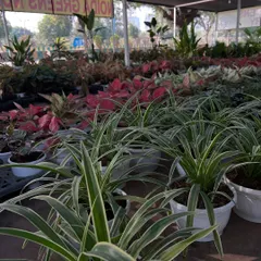 Welcome to Noida Greens Nursery. Here you can see a part of my gifting section, with rows of healthy Spider Plants and colorful Aglaonemas ready in clean white pots. I invite you to visit and explore the variety I offer.