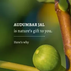 Audumbar Jal, or cluster fig water, is nature's gift to you. It is a key ingredient in my cleanser for its soothing and hydrating properties.