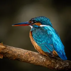 I call this one 'King of Good Times'. A Common Kingfisher perched against a dark, clean background, which makes its iconic blue and orange plumage stand out. This is a perfect example of how I use bokeh to isolate the subject and create a striking wildlife portrait.