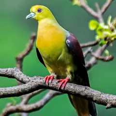 A wider shot of the Wedge-tailed Green Pigeon, showing its posture on a branch against a soft green background.