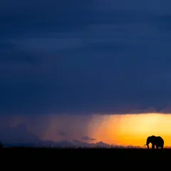 The Kenyan sky is a painting, and we are just there to frame it. Here, an elephant walks under a dramatic sky at dusk in the Masai Mara. This is a moment of pure silhouette magic, where gold and blue tell the story.