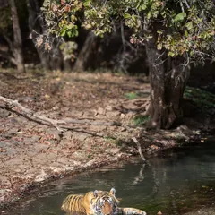 A tiger finds relief from the heat in a waterhole. Summer safaris in Ranthambore offer fantastic opportunities to photograph tigers in and around water, showcasing their natural behaviors.