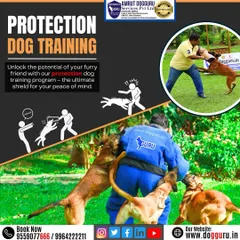 Here you can see a handler in a full bite suit engaging with three trained Malinois. This advanced scenario tests the dogs' ability to work as a pack, coordinate their actions, and remain focused on the target under immense pressure.