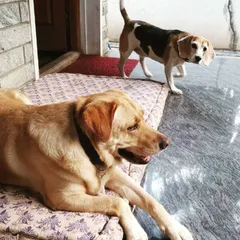 A lazy Sunday morning scene. A Labrador relaxes on a soft mattress while a beagle patrols the area. This is the essence of cage-free boarding: freedom and comfort.