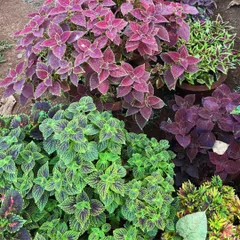 A beautiful arrangement of colorful Coleus plants. Using foliage plants with varied colors and textures is a great way to enhance garden spaces and create visual interest.