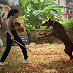 Facing off with Vegas, an incredible Doberman with immense drive. This moment captures the intensity and mutual respect required in protection sports. It's a dance of power and control.