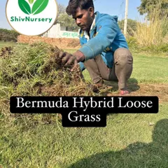 This is Bermuda Hybrid Loose Grass, which is an economical option for covering large areas. It's harvested loose instead of in rolls.