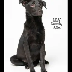 This is Lily, a beautiful 6.5-month-old girl. She is gentle, a bit shy at first, but warms up to become a loyal companion. She would be a great fit for a patient and loving home.