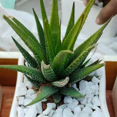 The Zebra Haworthia is a popular and easy-to-care-for succulent, making it an ideal gift for both beginners and experienced plant lovers. Its striking stripes add a touch of modern style.