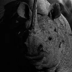 A black and white portrait of a rhino, where the strong side light reveals the incredible texture of its skin.
