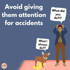 Accidents will happen! It's important not to scold your puppy, as this can create fear. Instead, simply clean it up and focus on rewarding the good potty behavior when it happens.