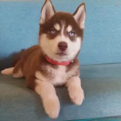 This beautiful Husky puppy stayed with us and received extra precautions to ensure their safety. While we recommend waiting until pups are fully vaccinated, we provide a safe space in emergencies.