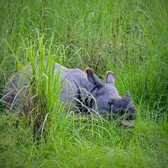 A Greater One-horned Rhinoceros resting in the tall grasses, a peaceful giant and a true success story of Indian conservation.