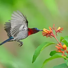A Vigor's Sunbird hovers with effervescent energy to sip nectar, a classic example of pollination by birds. Capturing this mid-air maneuver requires a fast shutter speed and an appreciation for the bird's incredible agility.