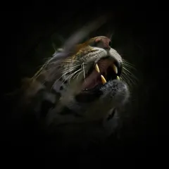 The raw power of a tiger's snarl, captured in a low-key style to emphasize its formidable teeth and whiskers. This is a display of dominance, and getting this shot requires understanding the animal's mood and respecting its space.