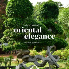 Add a twist of oriental elegance to your garden with this sculpted Ficus Microcarpa. With its striking aerial roots and gracefully twisted trunks, this tree, originating from Southeast Asia, brings a sense of timeless beauty and artistry.
