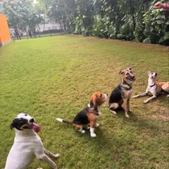 The pack patiently waiting for a treat. This exercise teaches impulse control and focus, even in a group setting.