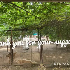 A view of our green, shaded space and a heartfelt thank you from me, Hema. For a decade, my vision has been to create a second home for your furries, and I'm so grateful for the trust you've placed in us.