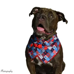 All smiles for Nelly the bully! This handsome boy was a joy to photograph. My goal in every pet portrait session is to capture the happy, loving spirit of the animal.