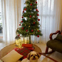 My furry friend is all ready for Christmas. He loves posing by the tree and is the best little helper.