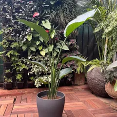 The Strelitzia nicolai, or Giant White Bird of Paradise, brings an instant touch of the tropics and architectural elegance to any interior. Its large, graceful leaves make it a popular choice for creating an aesthetic focal point.