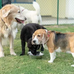 The dogs are gathered around the water bowl on a sunny day. We ensure fresh water is always available, especially during outdoor playtime.