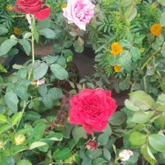 A glimpse of the variety in my nursery, with red and pink roses blooming alongside marigolds. I can help you create a mixed flower bed with continuous blooms.