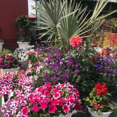 A beautiful rooftop garden overflowing with a colorful mix of petunias, dahlias, and other seasonal flowers. We can help you create and maintain a stunning floral display in any outdoor space.